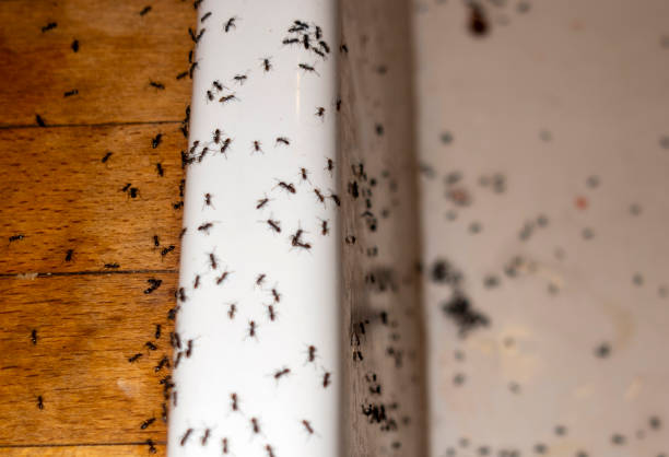Flea Control Services in Manchester, OH